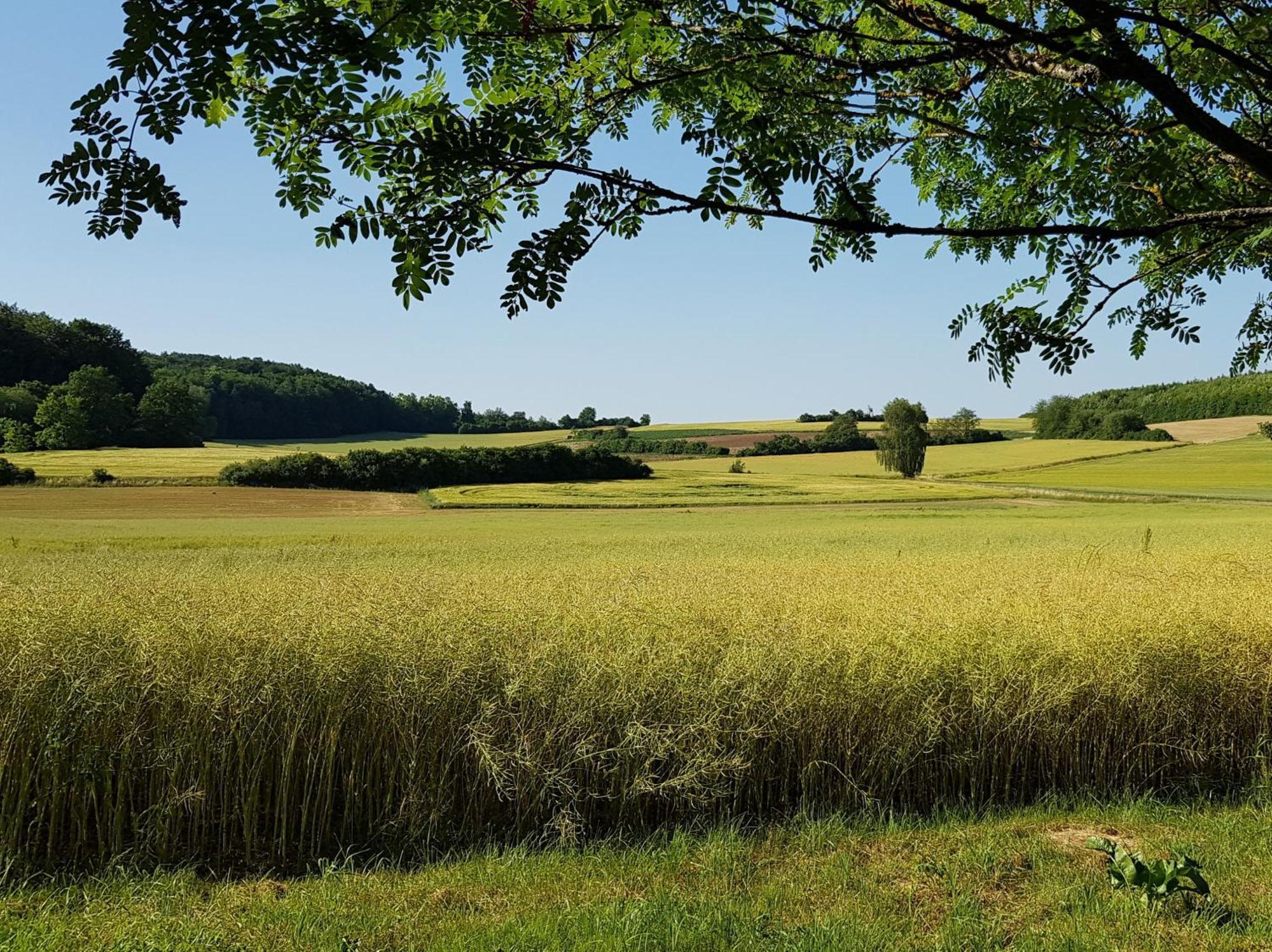 בצנשטיין Ferienhaus Forstblick מראה חיצוני תמונה